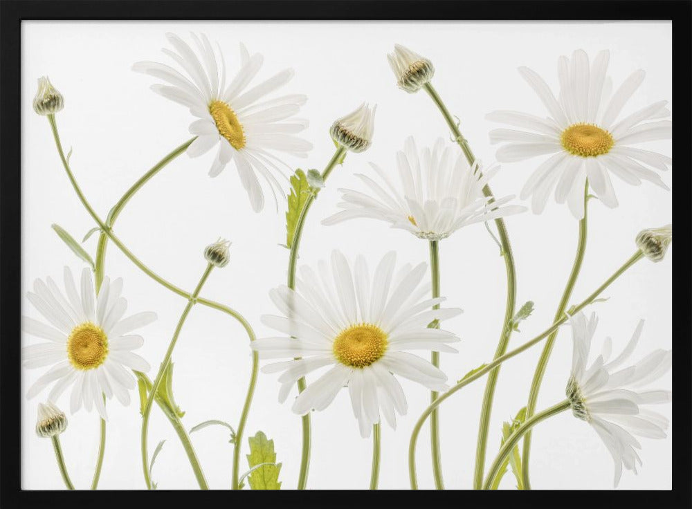 Ox eye Daisies - Poster / Art Print