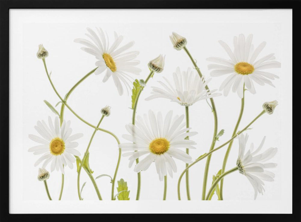 Ox eye Daisies - Poster / Art Print