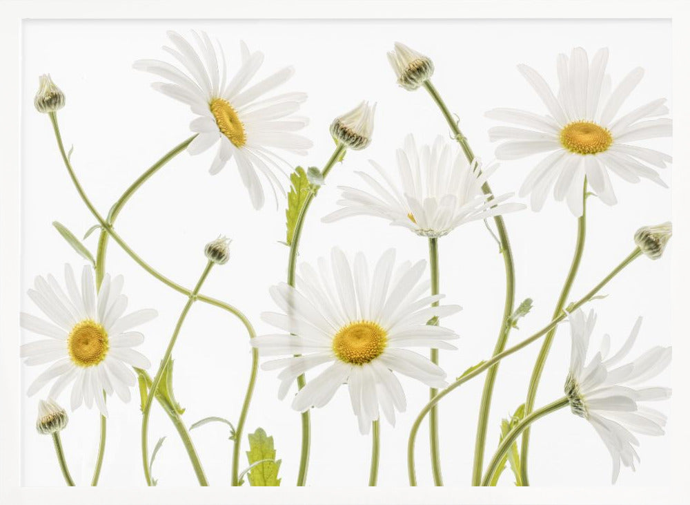 Ox eye Daisies - Poster / Art Print