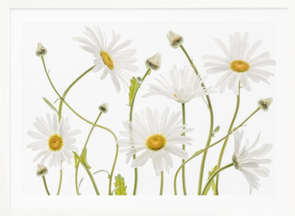 Ox eye Daisies - Poster / Art Print