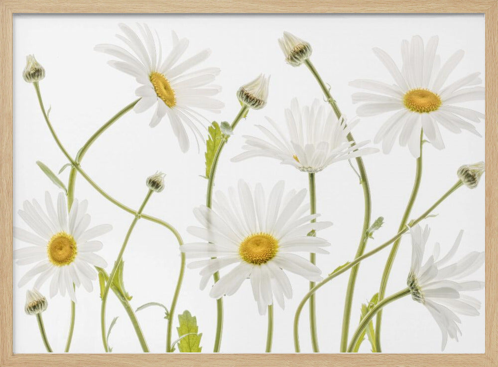 Ox eye Daisies - Poster / Art Print