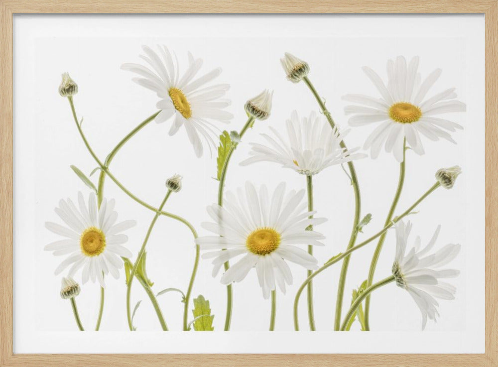 Ox eye Daisies - Poster / Art Print