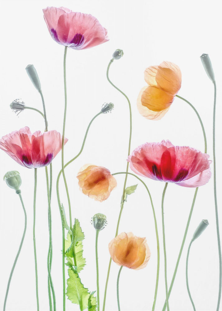 Poppies - Poster / Art Print