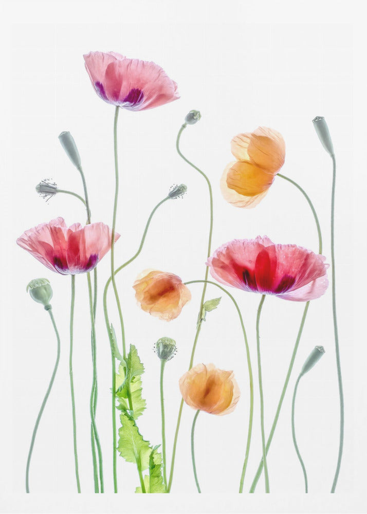 Poppies - Poster / Art Print