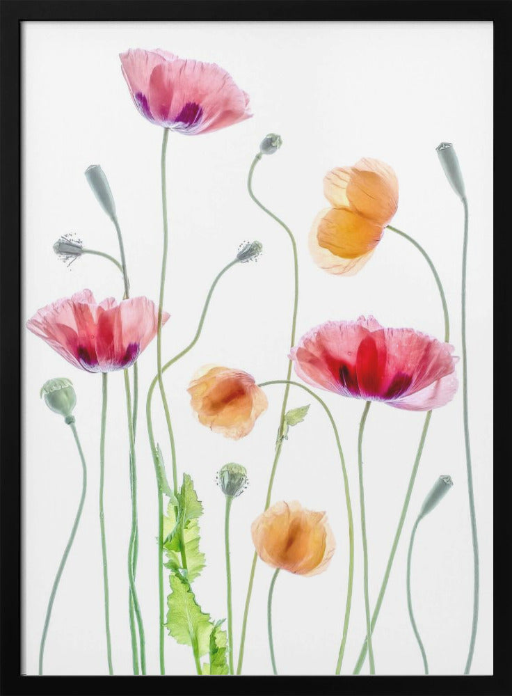 Poppies - Poster / Art Print