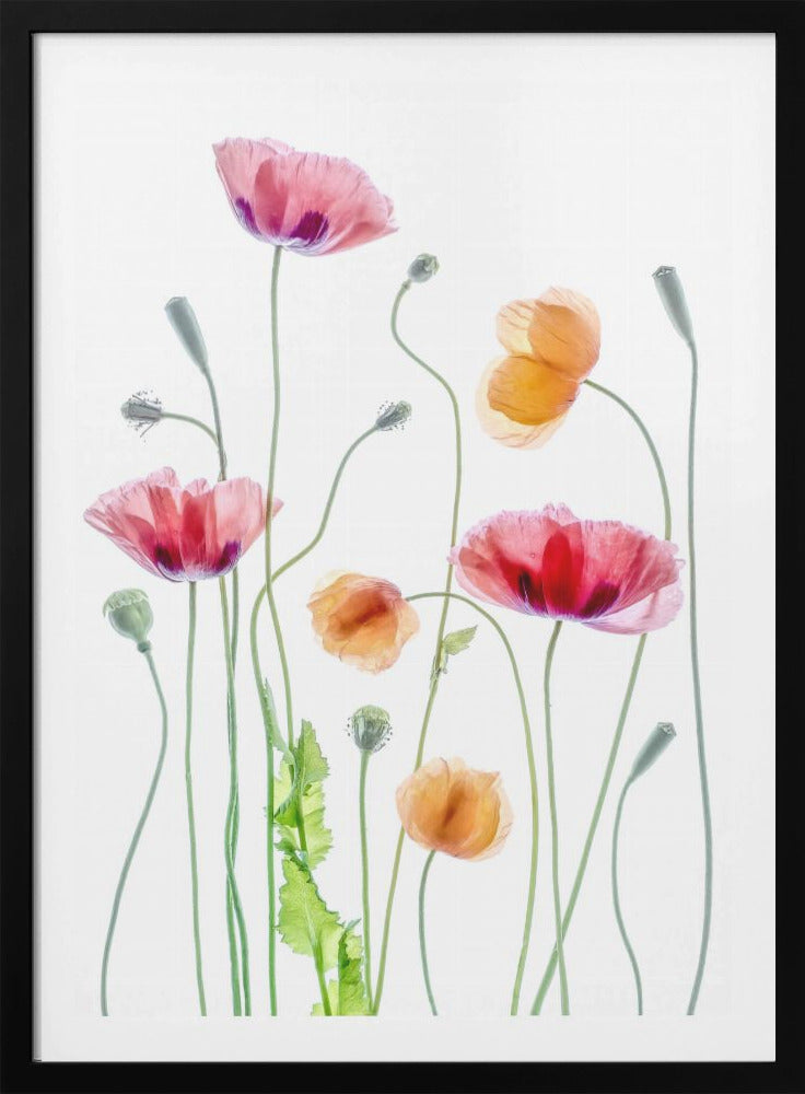 Poppies - Poster / Art Print