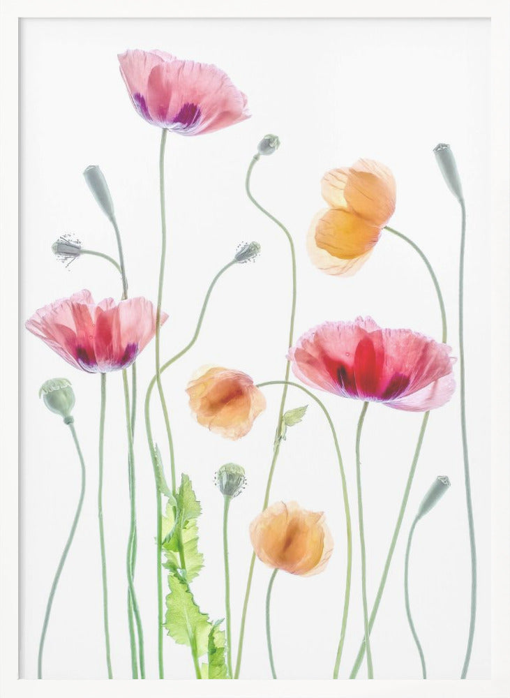 Poppies - Poster / Art Print