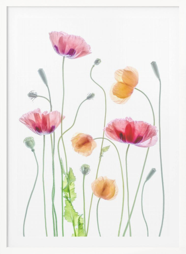 Poppies - Poster / Art Print