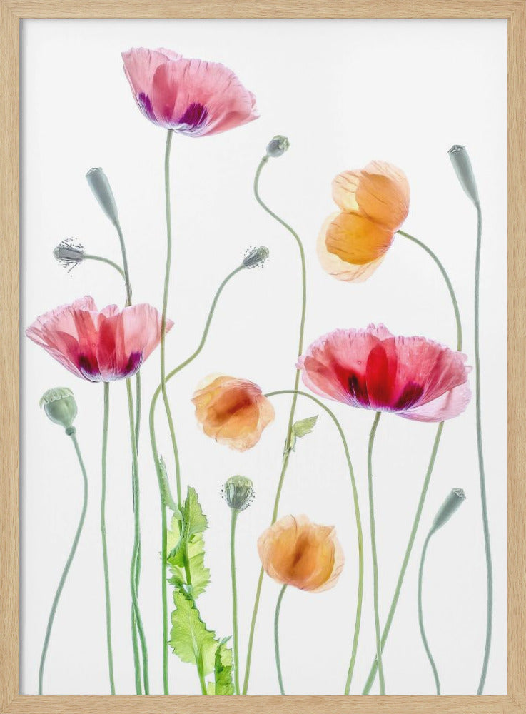 Poppies - Poster / Art Print