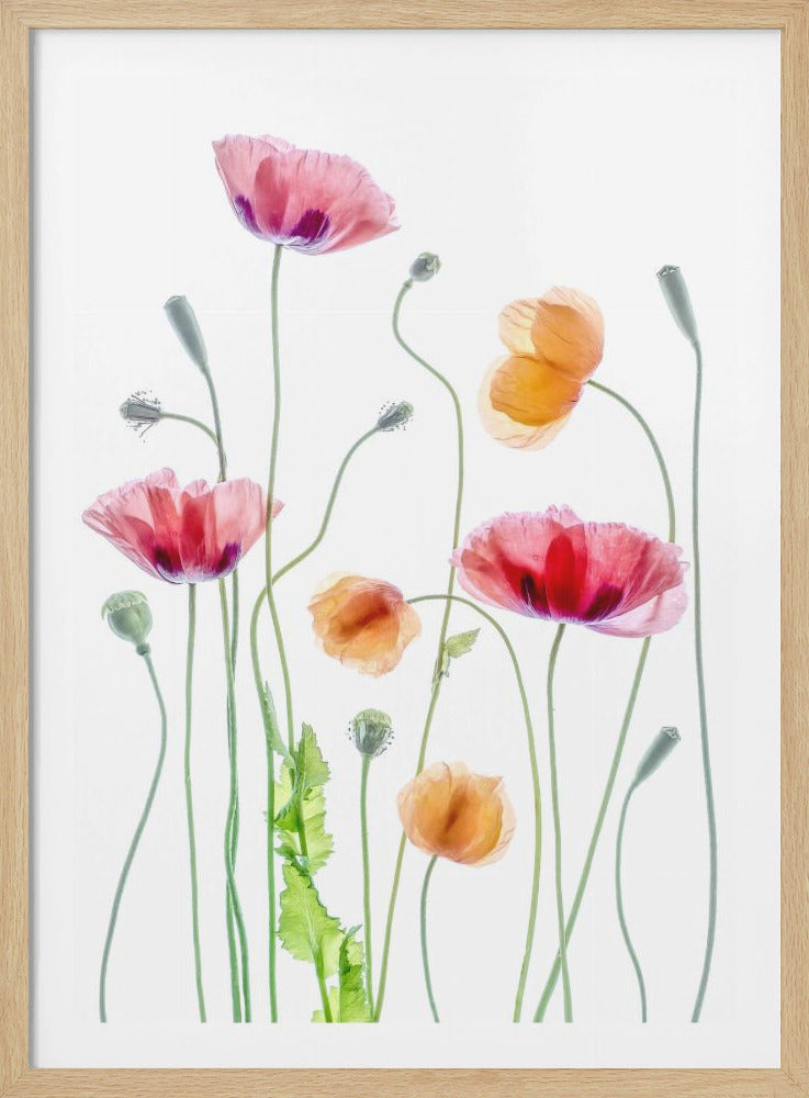 Poppies - Poster / Art Print