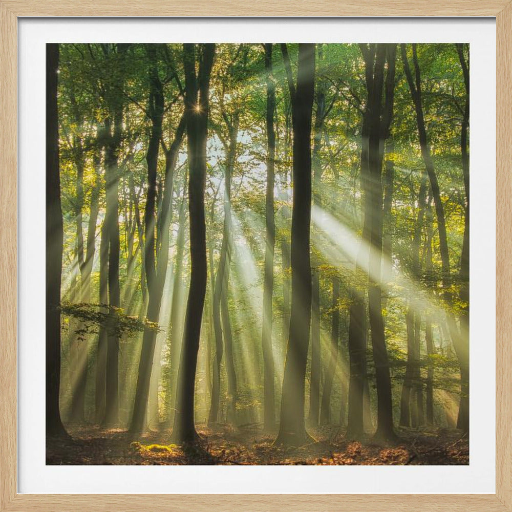 Sunny start to the day ........ - Poster / Art Print
