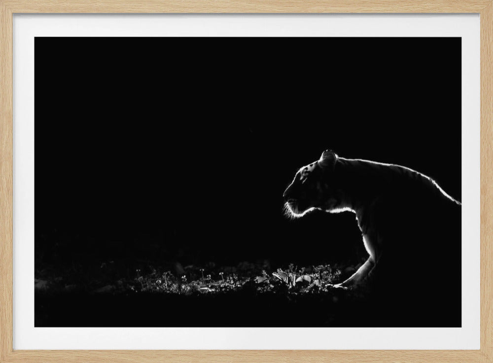 Tiger in the dark - Poster / Art Print