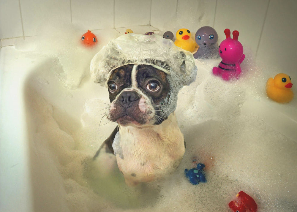 The Bath - Poster / Art Print