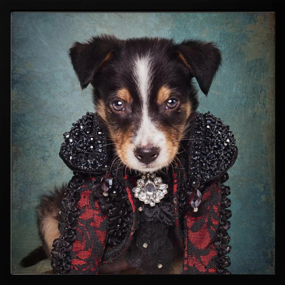 Shelter Pets Project - Loki - Poster / Art Print