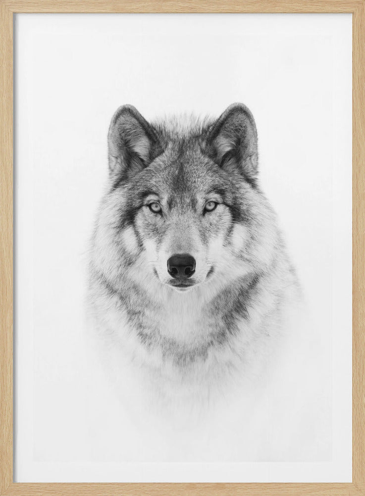 Portrait of a Timber Wolf - Poster / Art Print