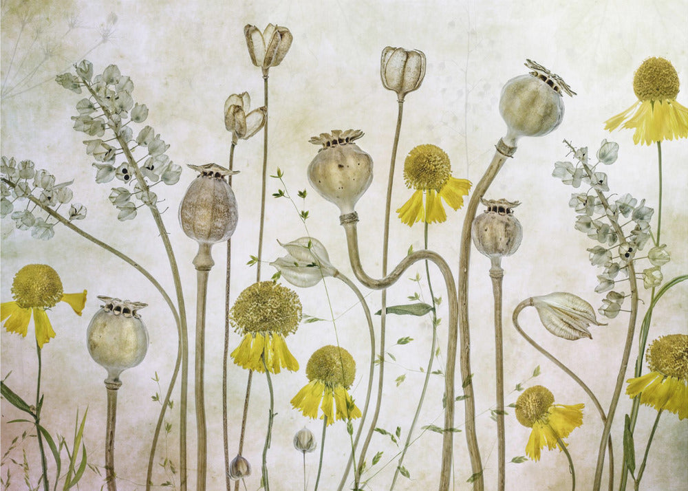 Poppies and Helenium - Poster / Art Print