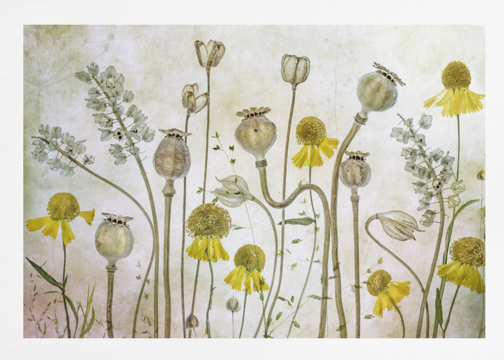 Poppies and Helenium - Poster / Art Print