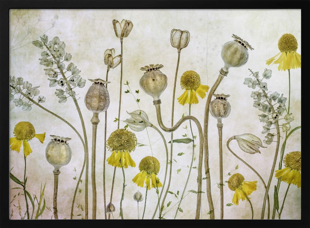 Poppies and Helenium - Poster / Art Print
