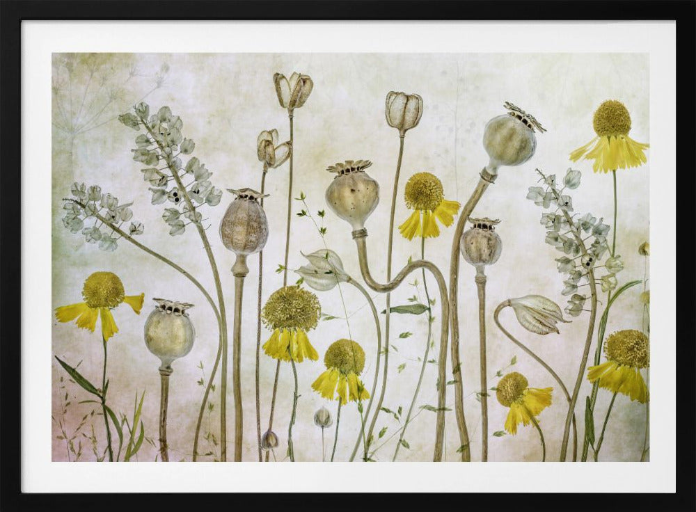 Poppies and Helenium - Poster / Art Print