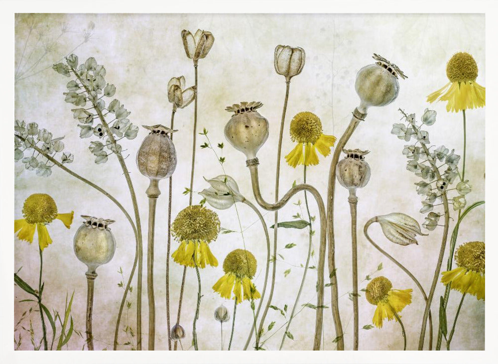 Poppies and Helenium - Poster / Art Print