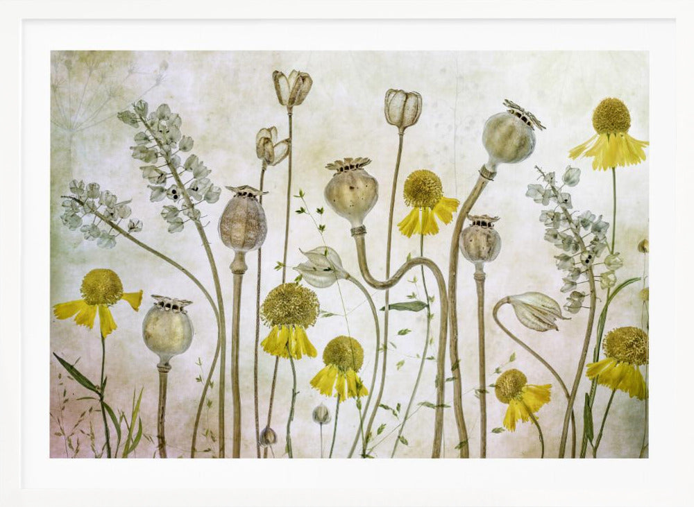 Poppies and Helenium - Poster / Art Print