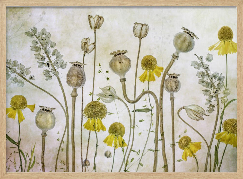 Poppies and Helenium - Poster / Art Print