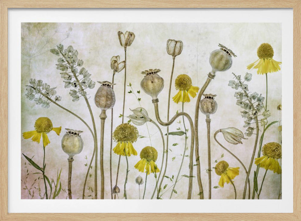 Poppies and Helenium - Poster / Art Print