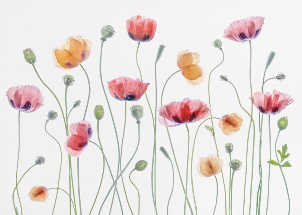 Papaver party - Poster / Art Print