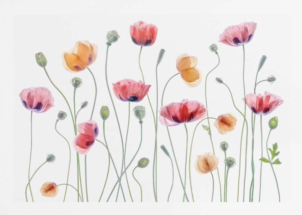 Papaver party - Poster / Art Print