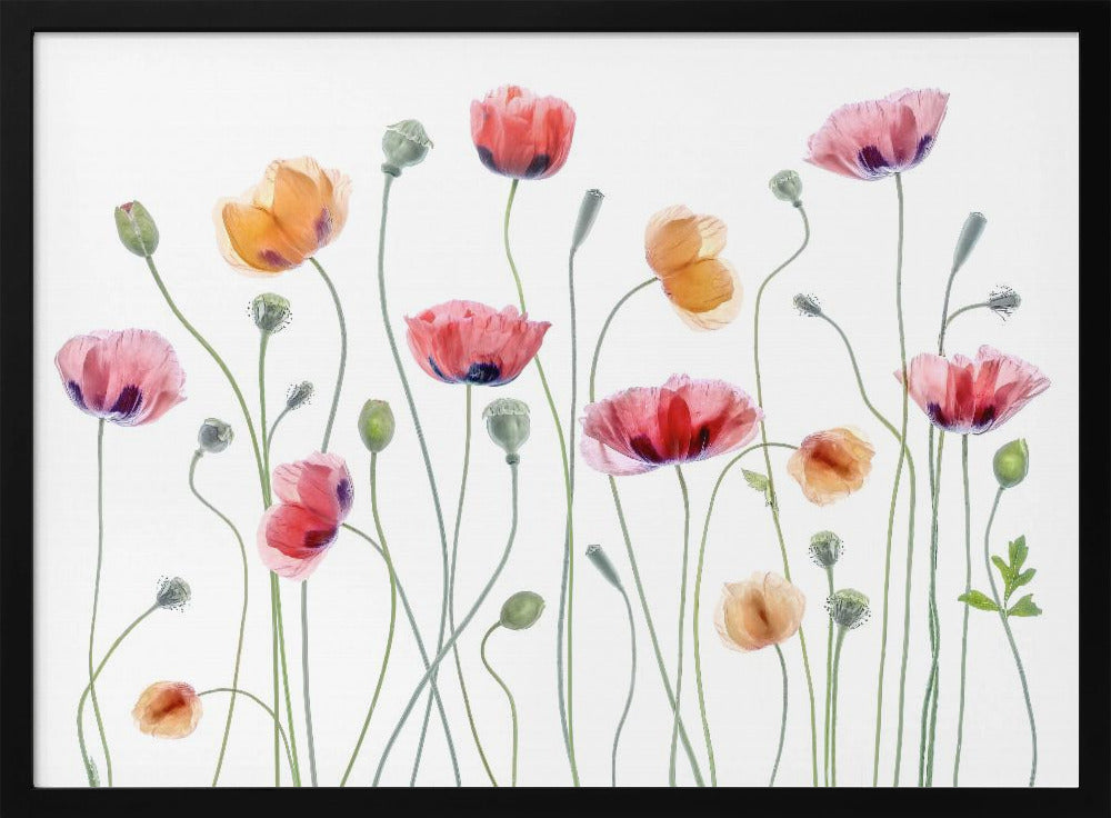 Papaver party - Poster / Art Print
