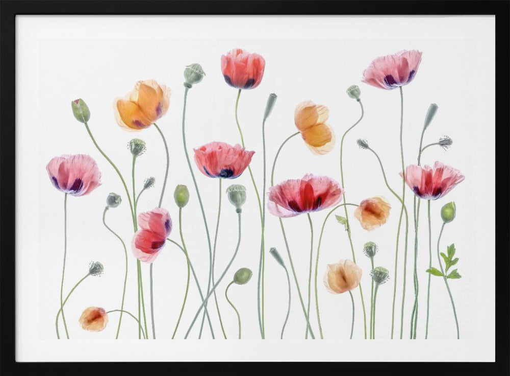 Papaver party - Poster / Art Print