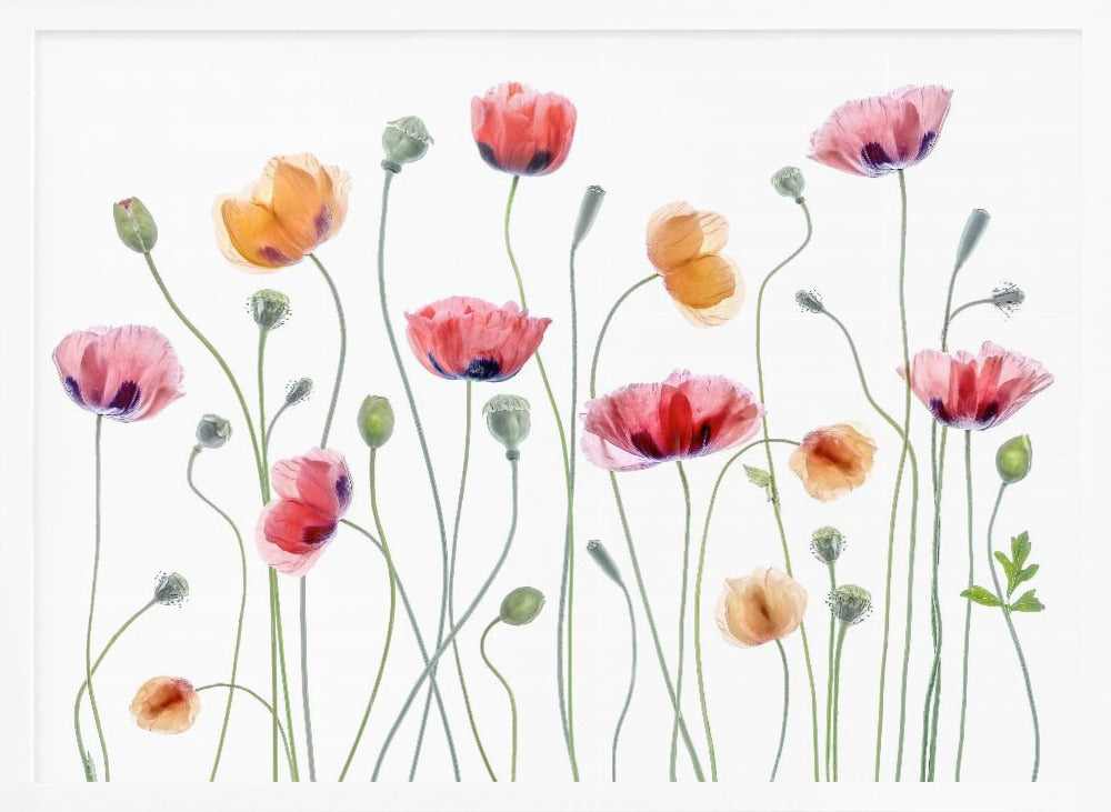 Papaver party - Poster / Art Print
