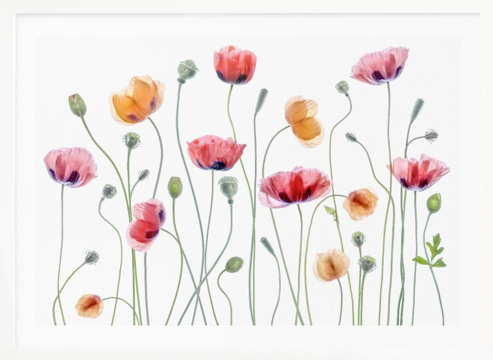 Papaver party - Poster / Art Print