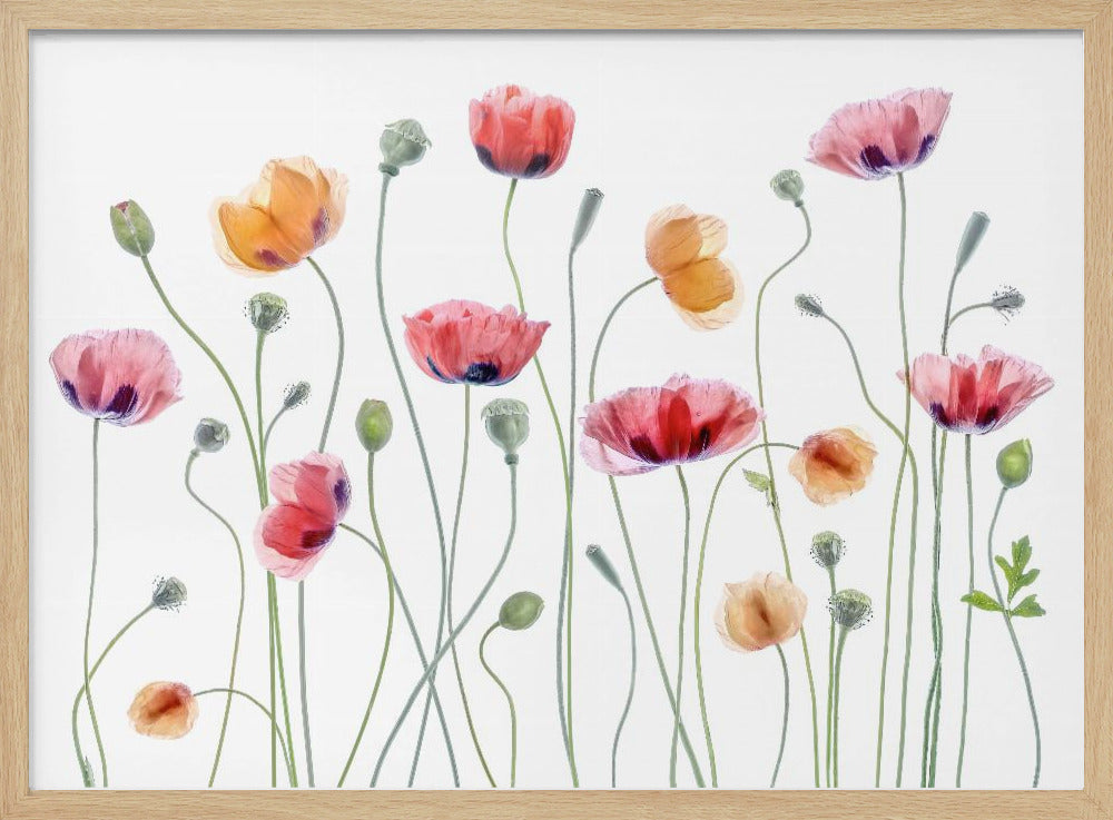Papaver party - Poster / Art Print