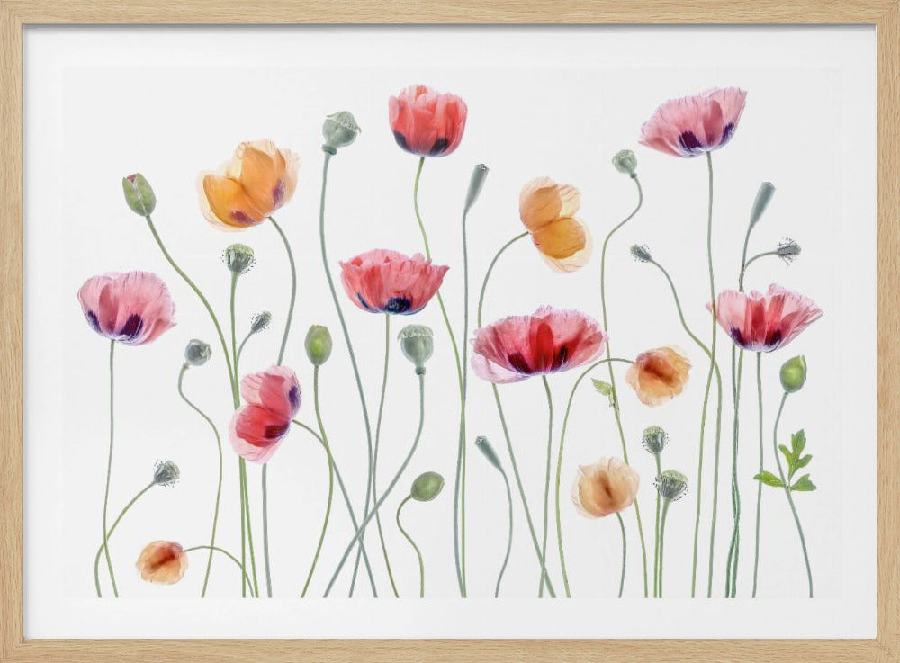 Papaver party - Poster / Art Print