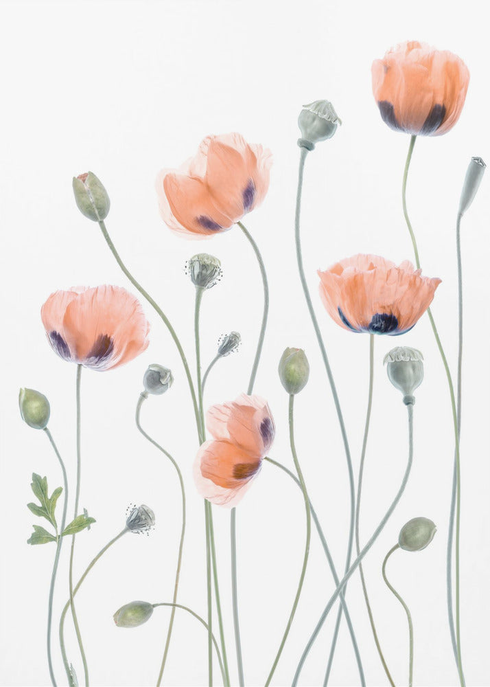 Poppies - Poster / Art Print
