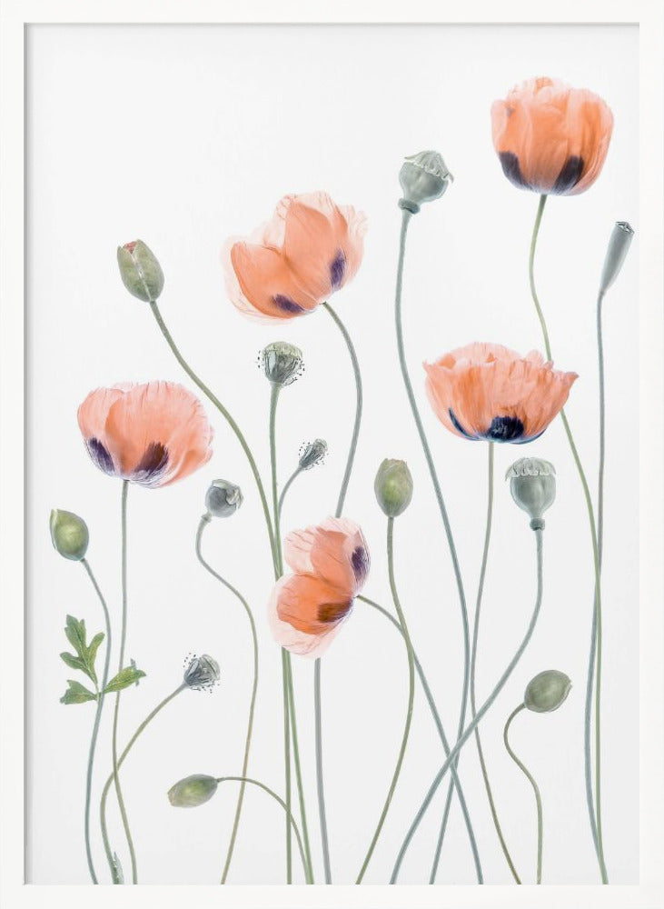 Poppies - Poster / Art Print
