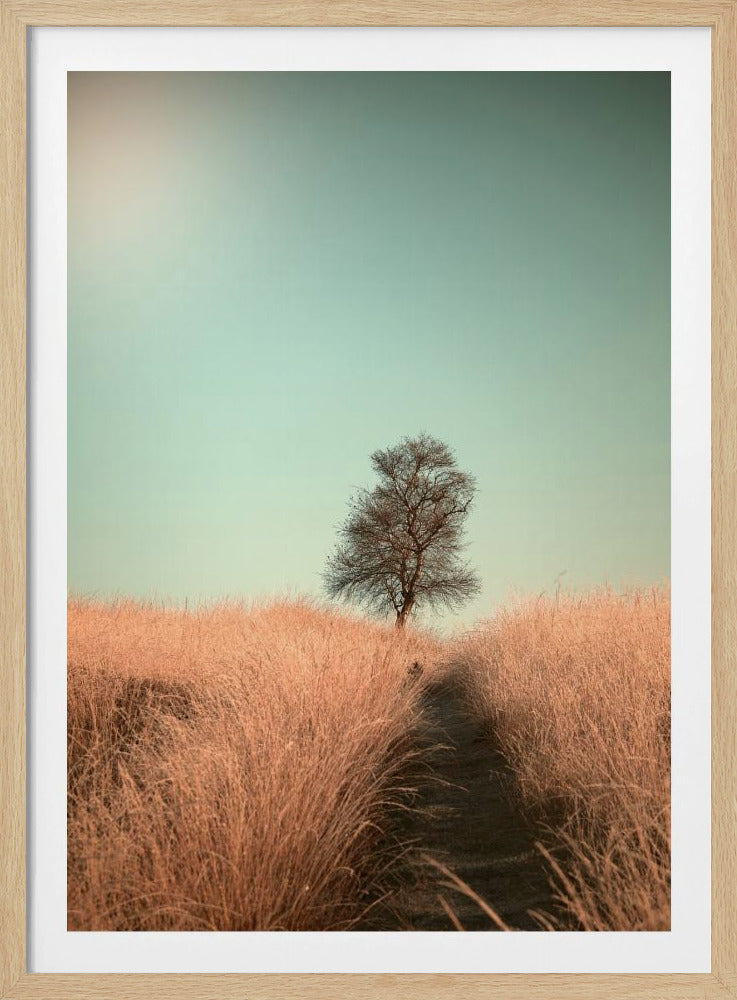 Grass and Path - Poster / Art Print