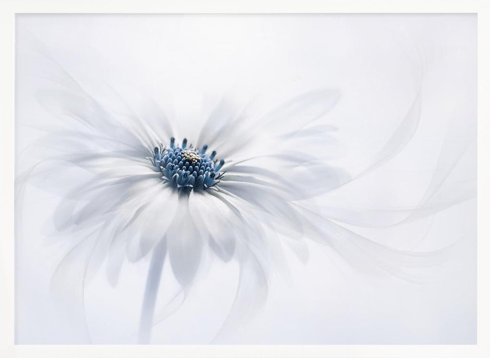 Serenity - Poster / Art Print