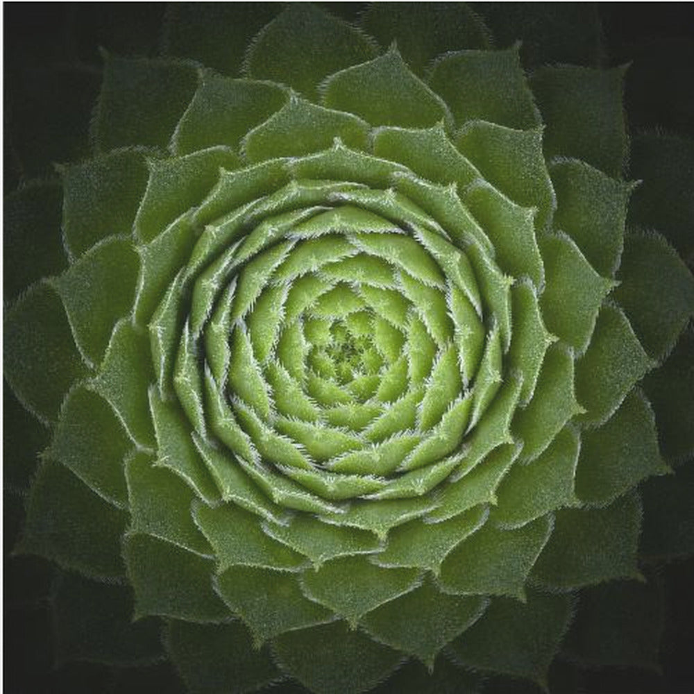 Succulent - Poster / Art Print