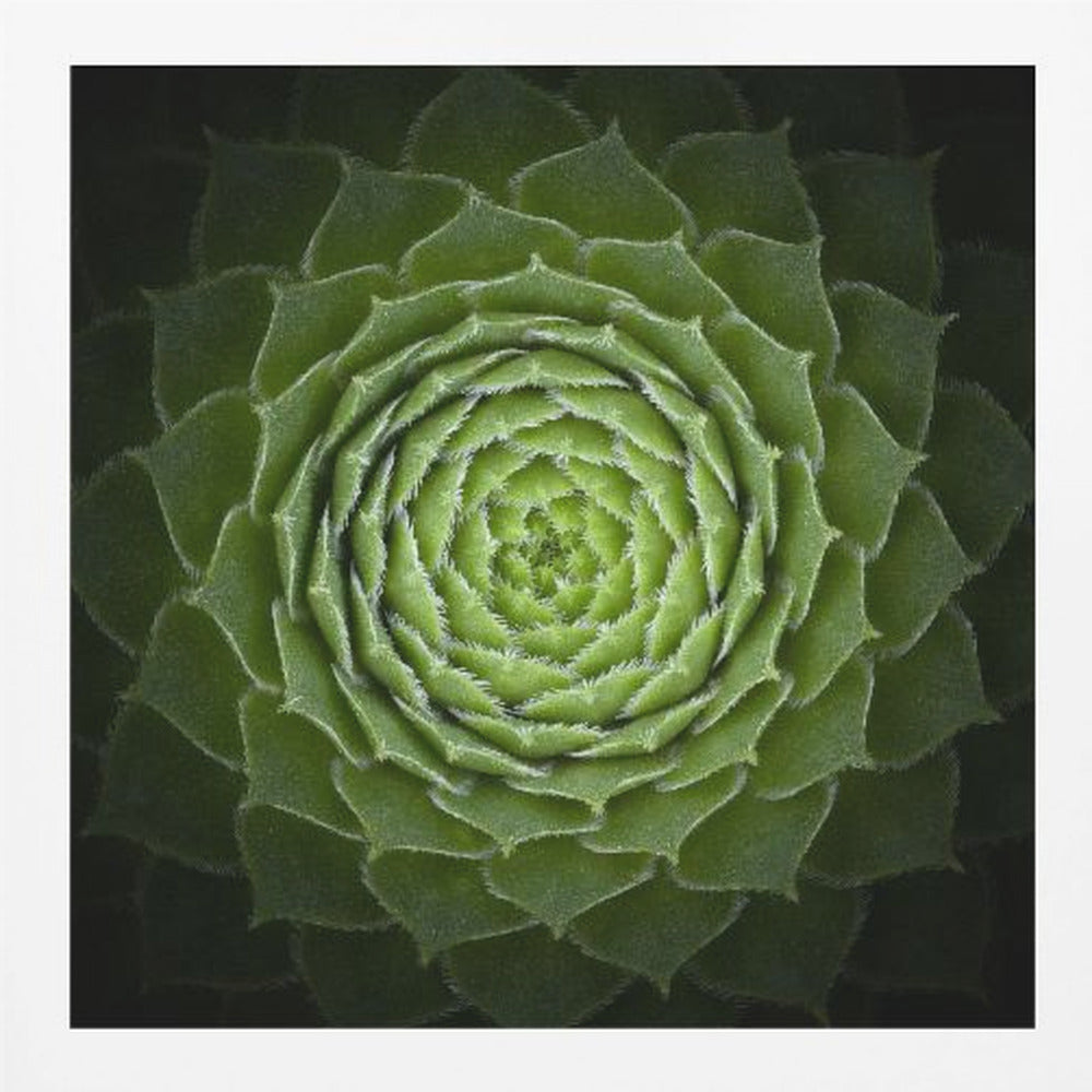 Succulent - Poster / Art Print