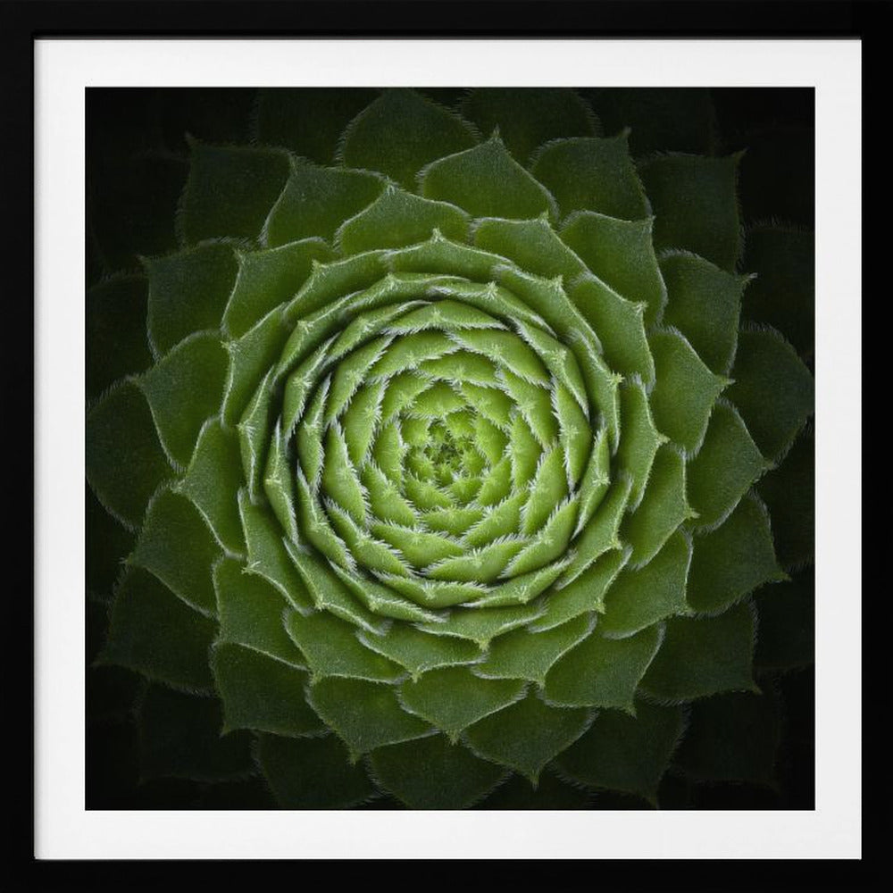 Succulent - Poster / Art Print