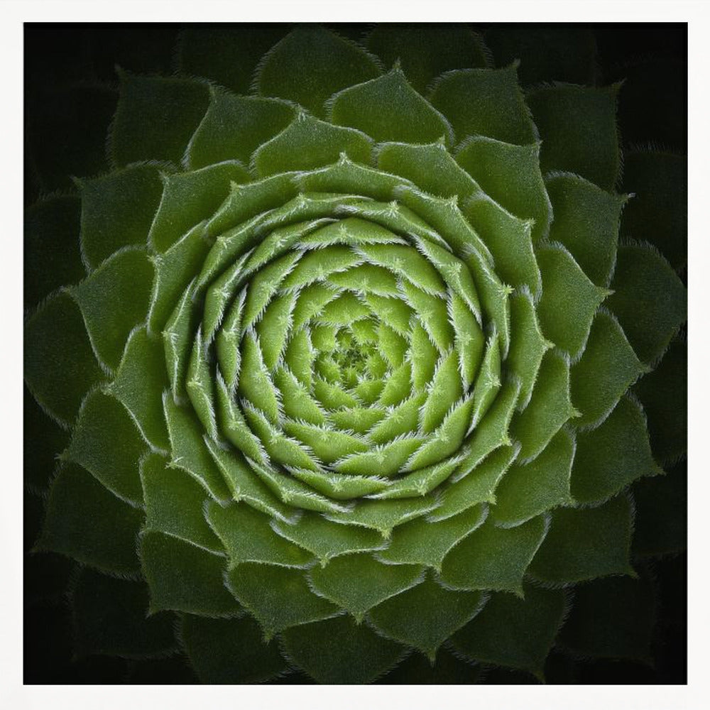 Succulent - Poster / Art Print
