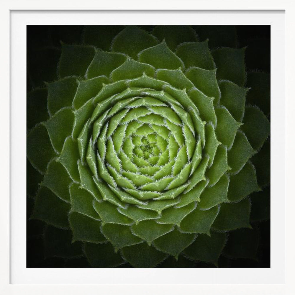 Succulent - Poster / Art Print