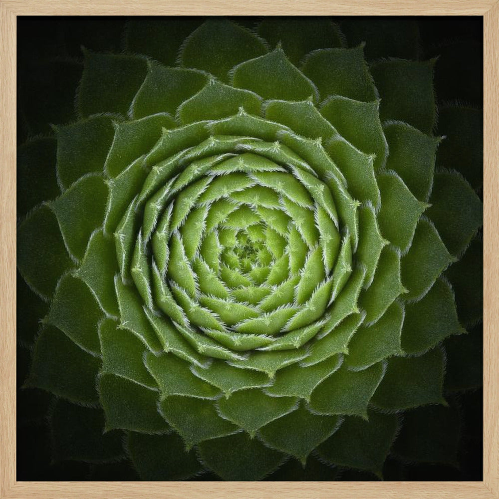 Succulent - Poster / Art Print