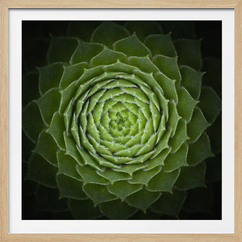 Succulent - Poster / Art Print