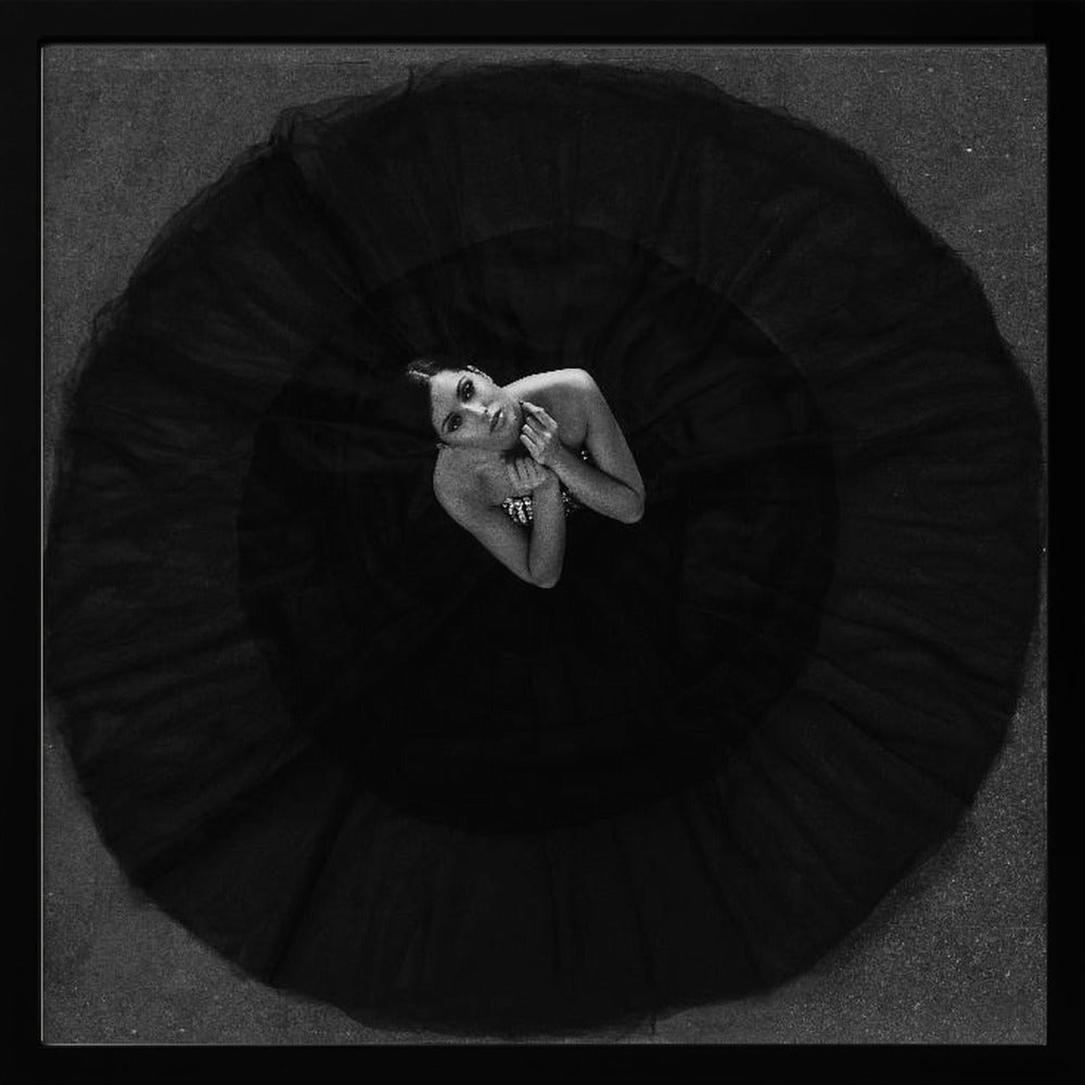 Black swan - Poster / Art Print