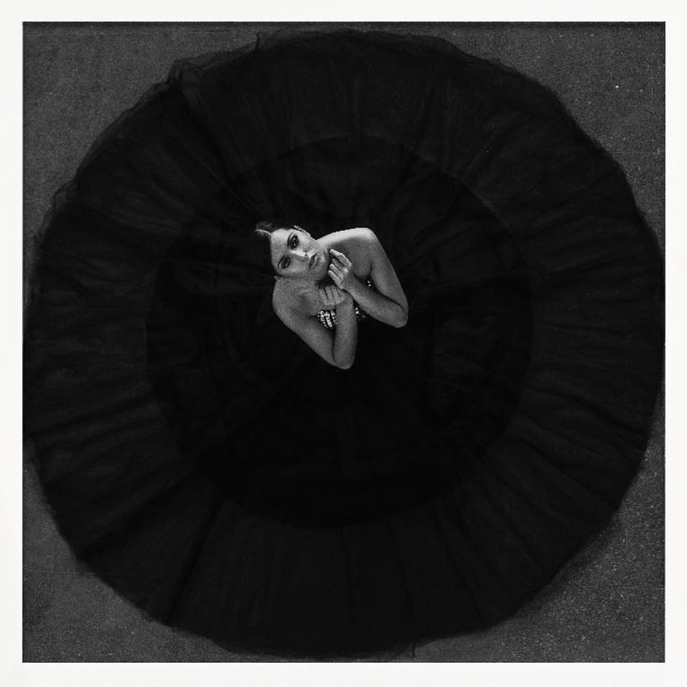 Black swan - Poster / Art Print