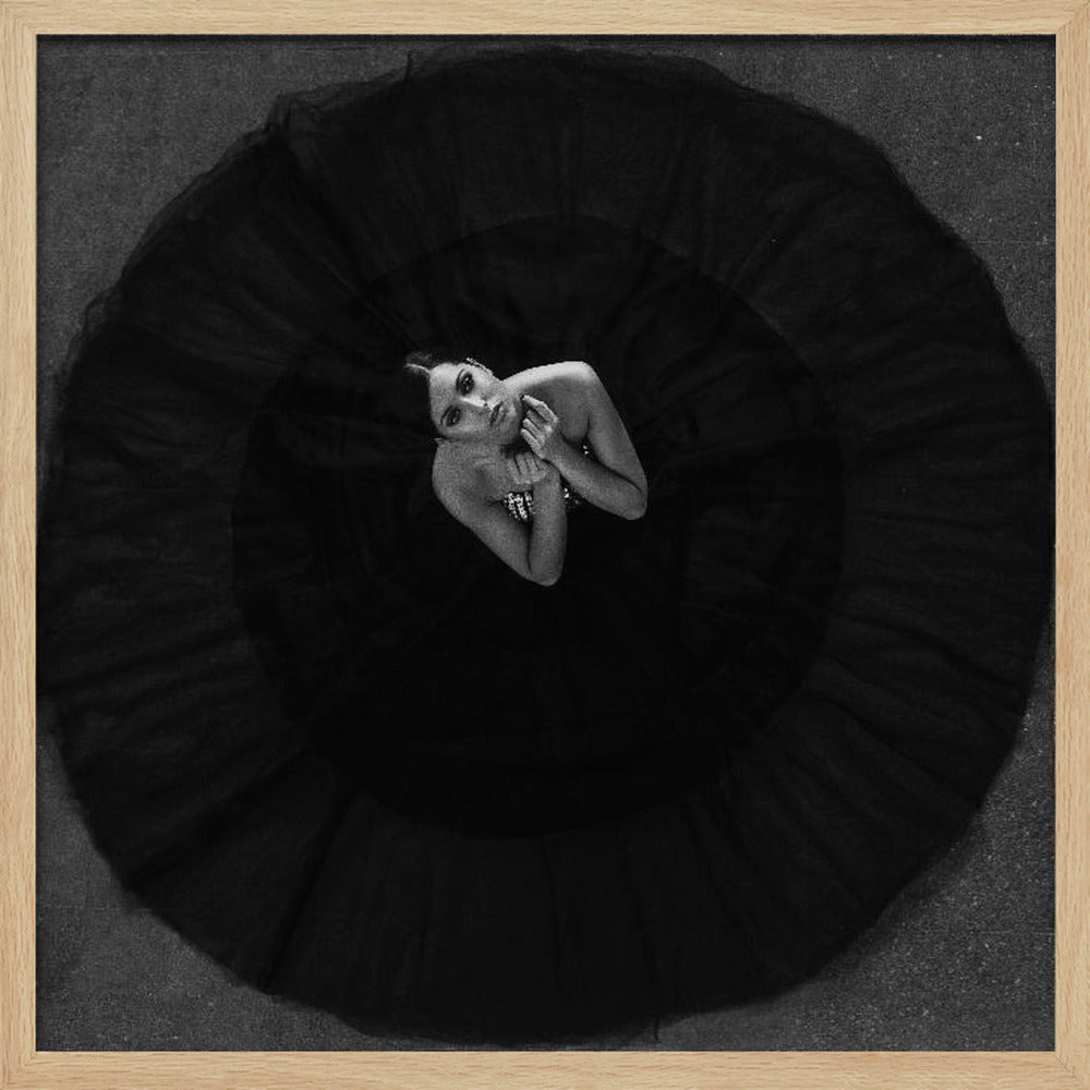 Black swan - Poster / Art Print