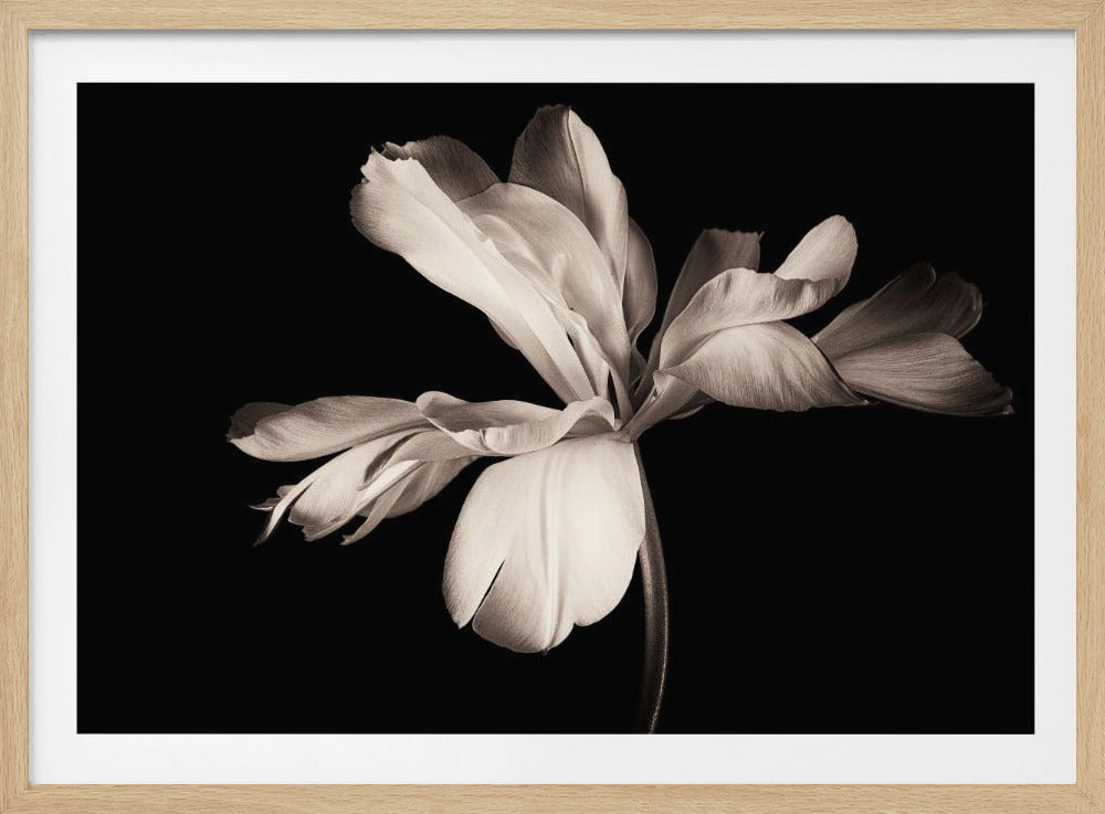 Tulip Exotic Emperor - Poster / Art Print